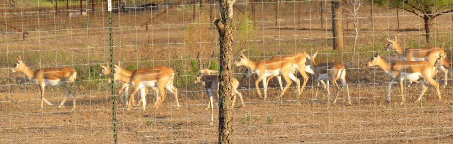 Part of our Blackbuck herd, does and young buck